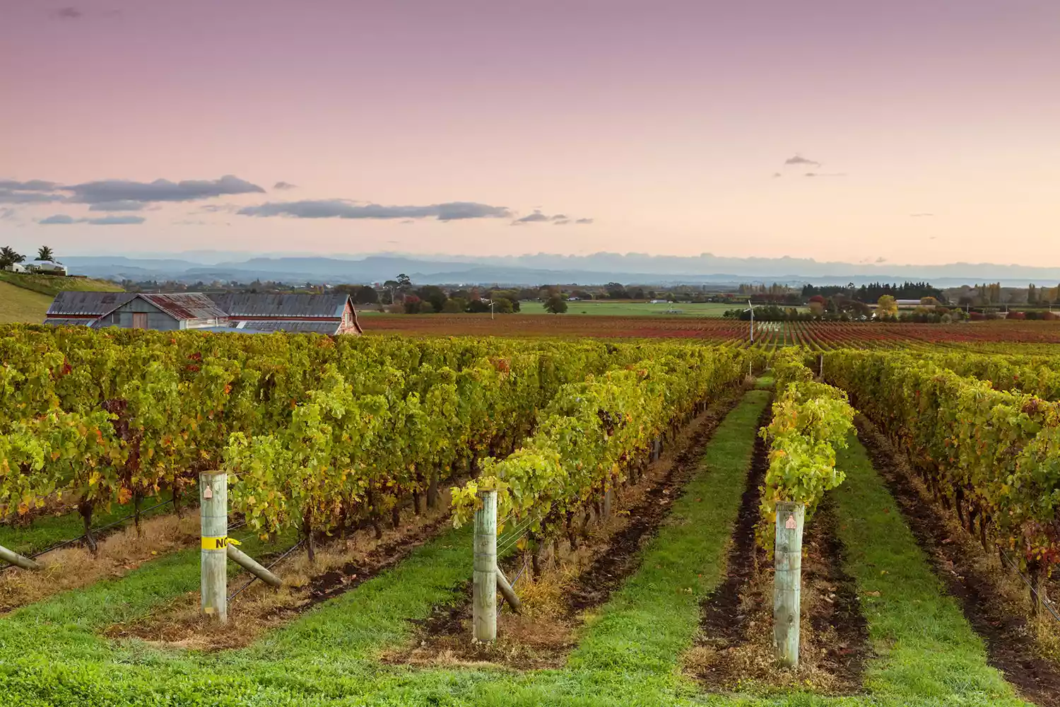 7 New Zealand Locations Locals Love, From Vineyards and Lakes to Spectacular Islands