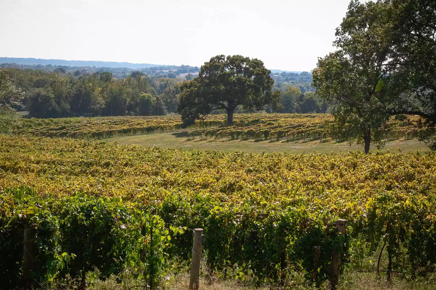 How You Think About Midwest Wines Will Change After Visiting This Small Missouri Town