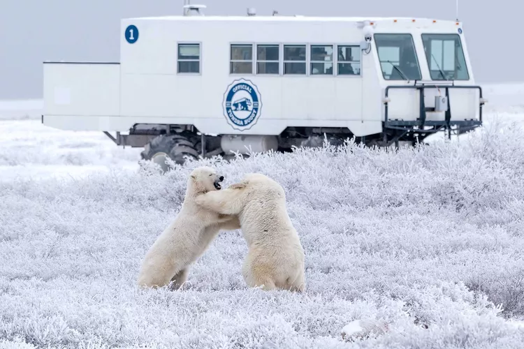I went to the location known as the "Polar Bear Capitol of the World" to get a better look at these wild animals, and here is what I discovered: