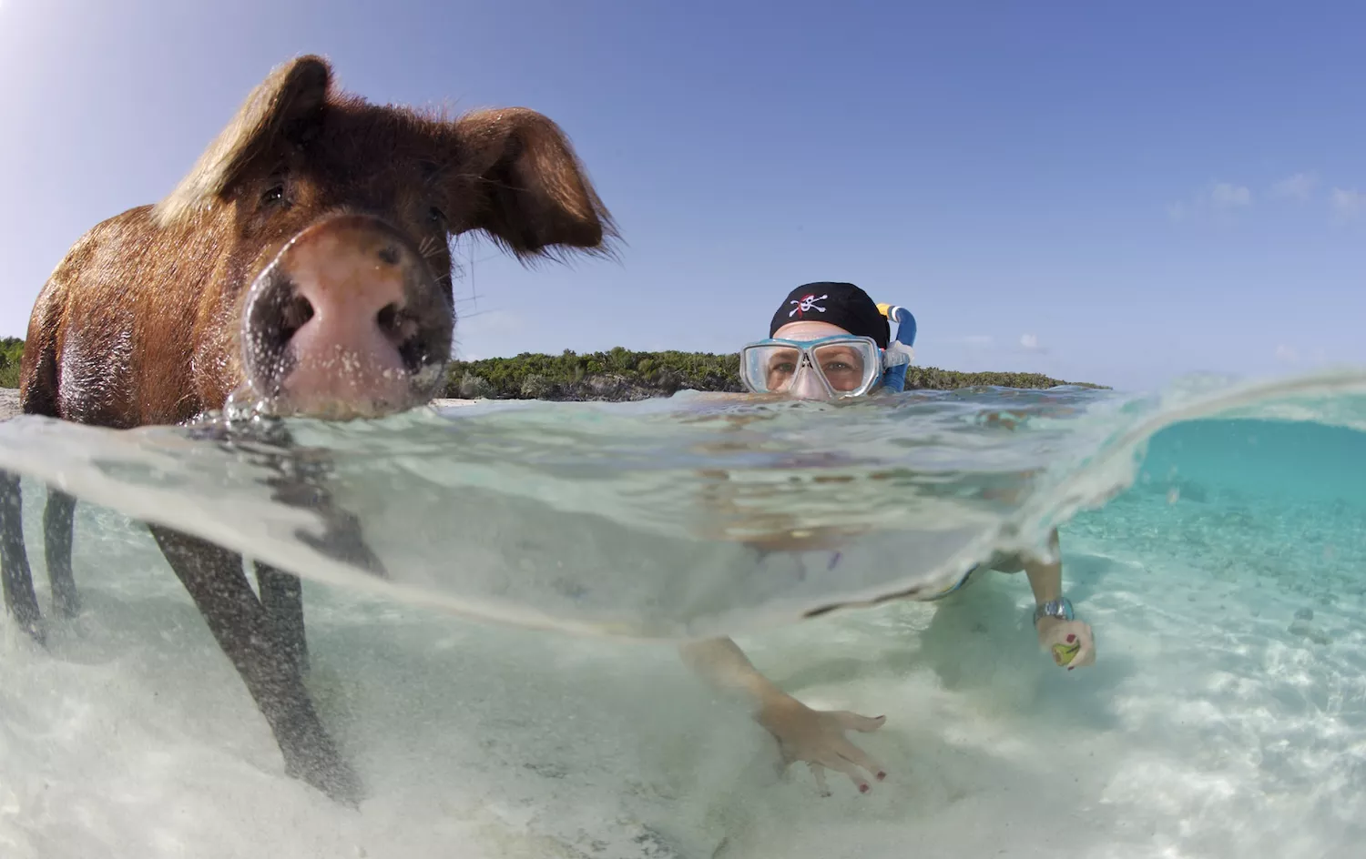 Everything You Should Know About Beach Pigs in the Bahamas