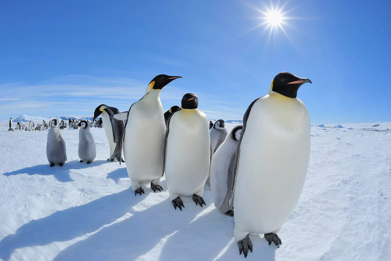 What to Know After Emperor Penguins Were Listed as a Threatened Species